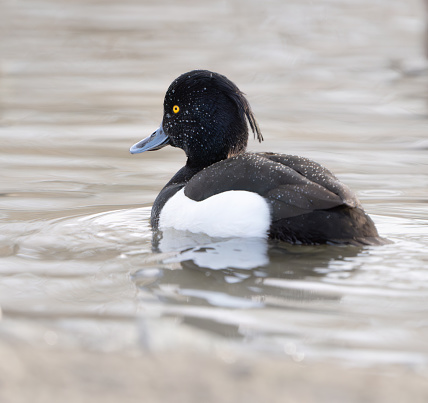 Wet tufted duck after a dive in the Smestad lake.