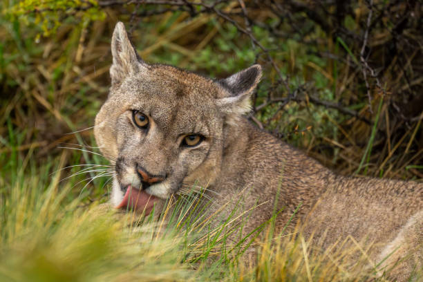 istock Close-up of puma lying preening in rain 2122435803