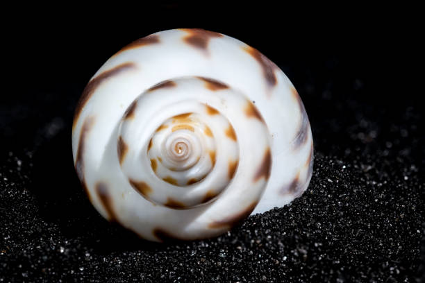 Babylonia Areolata seashell on a black sand background close-up