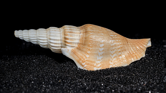 Bathytoma Prodicia seashell on a black sand background close-up
