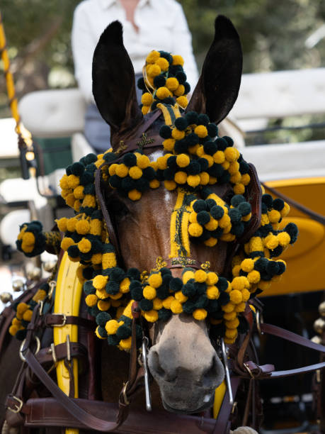 istock Ornaments on the head of carriage mules 2122443182