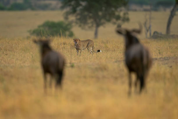 istock Two blue wildebeest stand watching cheetah passing 2122445781