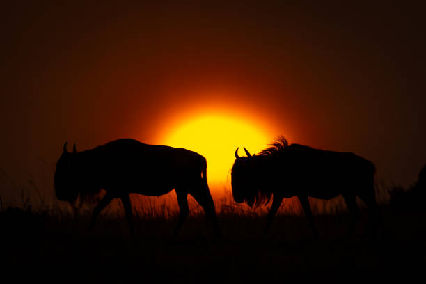 istock Two blue wildebeest walks silhouetted on horizon 2122445828
