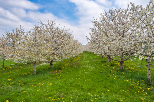 istock Cherry blossom in Franconia 2122446916
