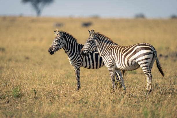 istock Two plains zebra stand in sunny savannah 2122452962