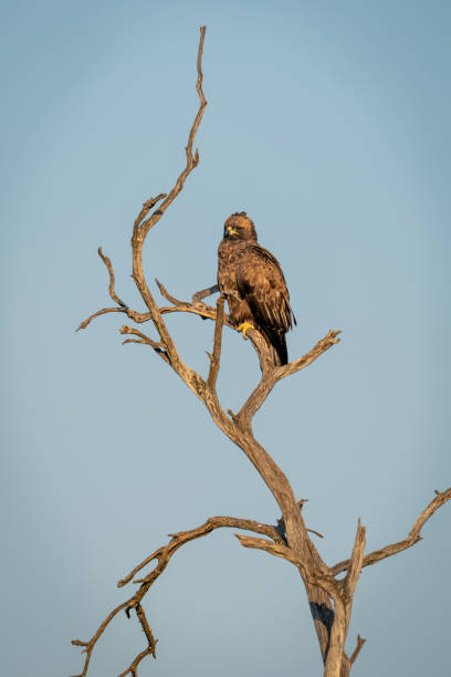 istock Wahlberg eagle on dead tree in sunshine 2122452963
