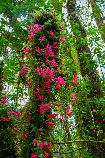 Pink asteranthera ovata flowers growing on lush trees in a temperate forest. Vertical image Location:  Ventisquero Yelcho trail, Corcovado National Park, Chile