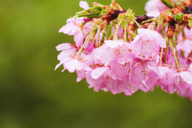A spring cherry blossom scene, delicate pink sakura flowers, rain drops