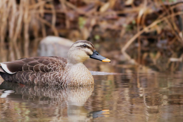 istock duck swimming in the river 2122461898