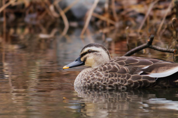 istock duck swimming in the river 2122462935
