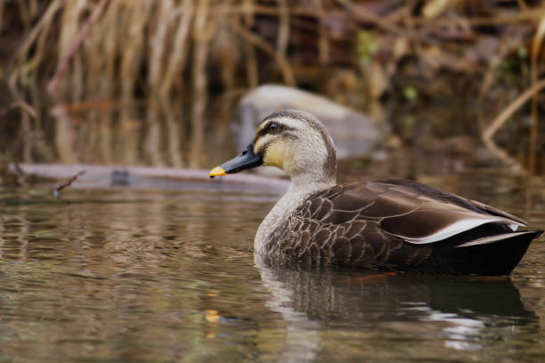 istock duck swimming in the river 2122463491