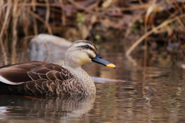 istock duck swimming in the river 2122463501