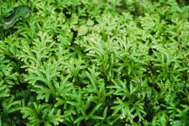 A selaginella kraussiana also known as Krauss spikemoss, Krauss's clubmoss or African clubmoss is a ground cover plant, often planted under trees or areas with high shade and humidity. esparcimiento de musgo o selaginella kraussiana. hoja verde de la planta de musgo selaginella tamariscina ,selaginella kraussiana brownii ,selaginellaceae ,krauss spikemoss ,pin-cushion ,spikemoss ,emerald isle spikemuss ,scotch moss ,compacto ,tonos verde