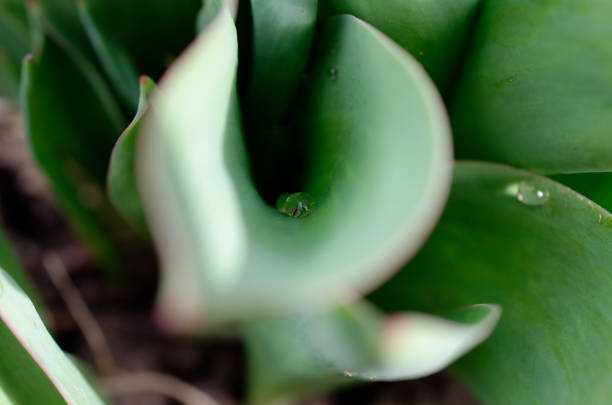 a green plant with water drops on it