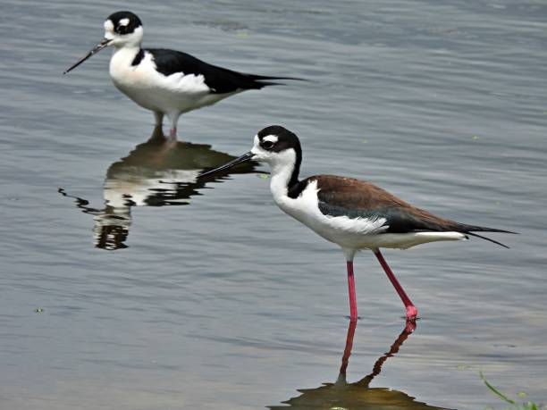 istock Black-necked Stilts (Himantopus mexicanus) -   standing in a lake with reflection 2122483653