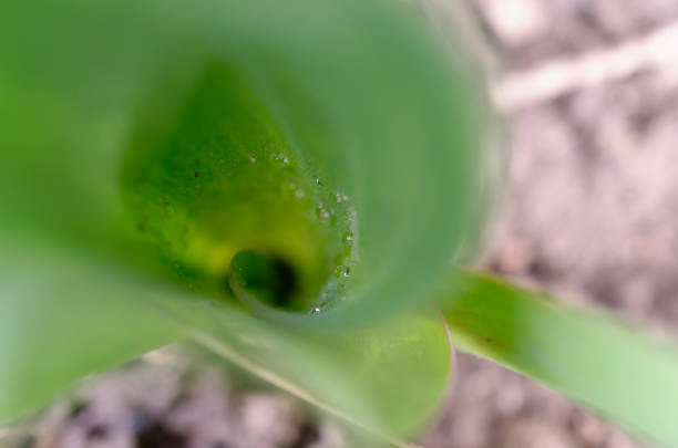 a green plant with water drops on it