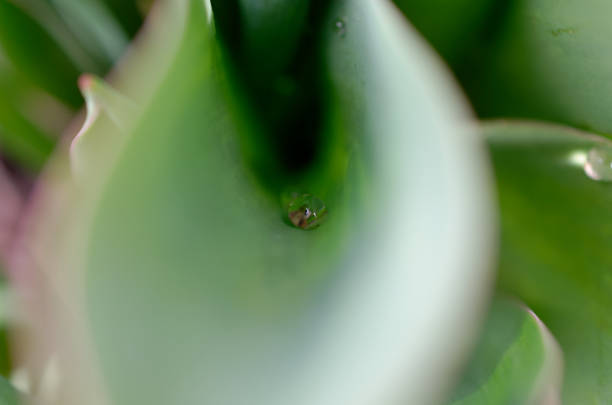 a green plant with water drops on it