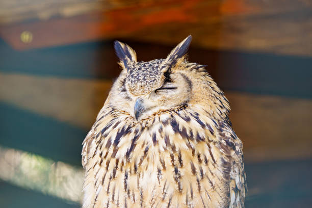 The Eurasian eagle owl (Bubo bubo), with its distinctive, vivid orange eyes, stands elegantly on a wooden perch against a rustic fence, creating a compelling visual in a serene Danish setting.