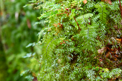 Close up of green lush fern  growing on tree trunk.  Background blurred or out of focus.  Location:  Ventisquero Yelcho trail, Corcovado National Park, Chile