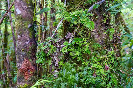 Green ferns and  moss growing off the side of a brown tree stump in a temperate forest. Location:  Ventisquero Yelcho trail, Corcovado National Park, Chile
