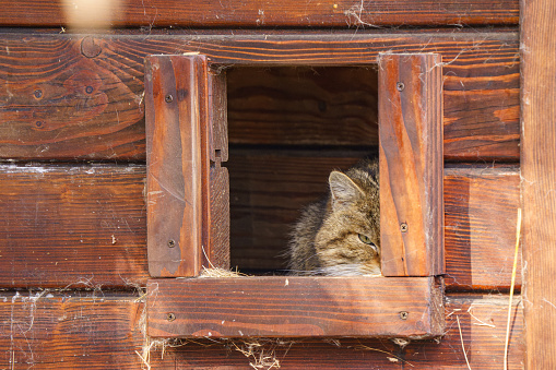 specimen of the European Wildcat (Felis silvestris) resting in a stall in the aviary during daylight hours, wild animal shelter, Poland