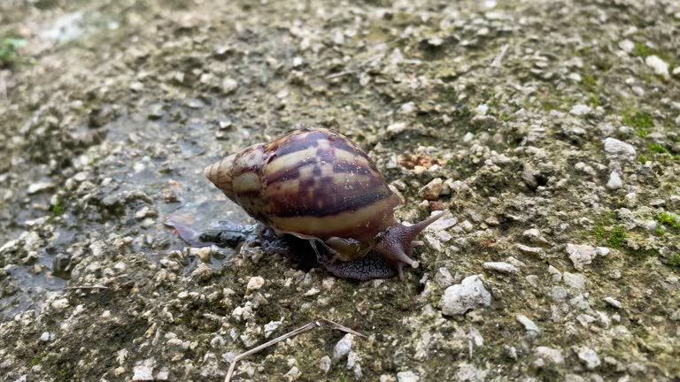 Side view of the land snail Achatina fulica. The shrinking snail enters its shell to slowly defend itself from attack by ant