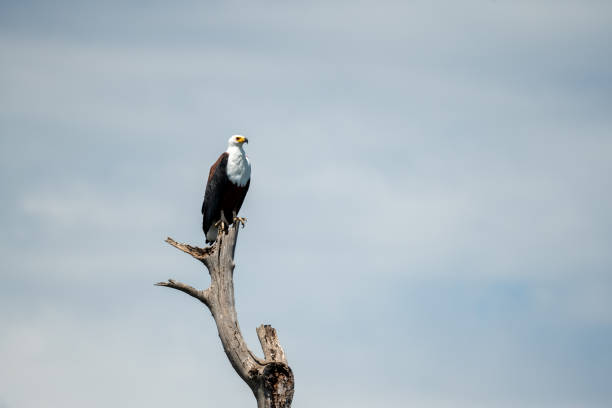 istock African Fish Eagle portrait in Kenya 2122498777