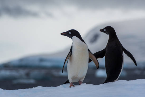 Adelie Penguin standing on an iceberg