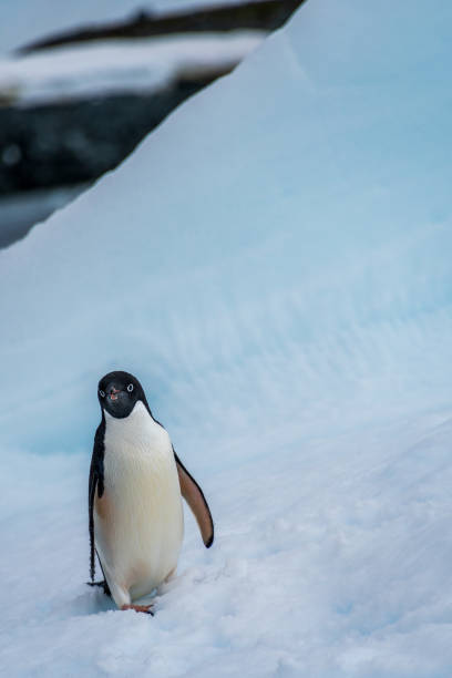 istock Adelie Penguin standing on an iceberg 2122510962