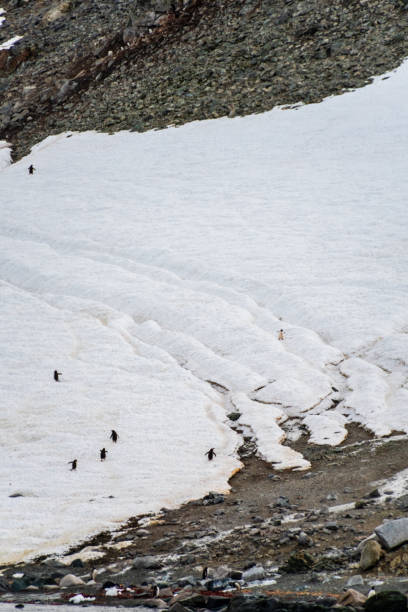 istock Gentoo Penguins in Antarctica 2122510981
