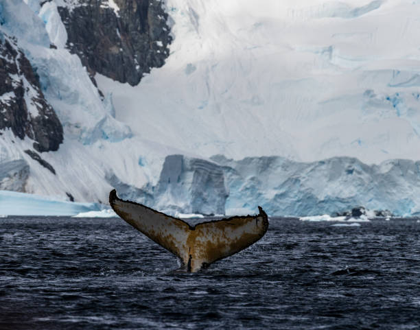 istock Tail of a humpback whale in the Antarctic 2122511446
