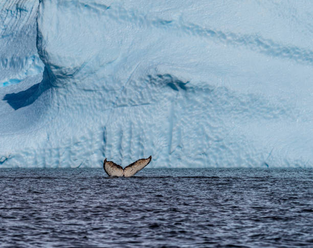istock Tail of a humpback whale in the Antarctic 2122511544