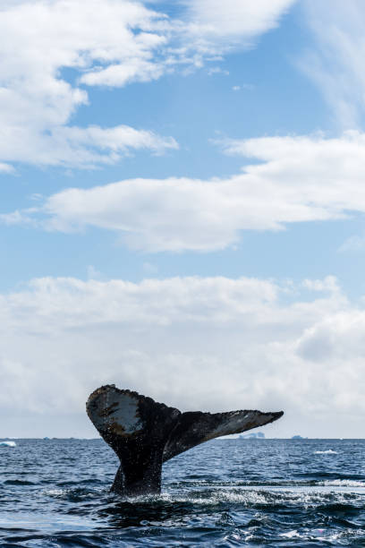 istock Tail of a humpback whale in the Antarctic 2122511545