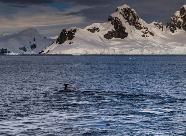 istock Antarctic landscape with diving humpback whales 2122511554