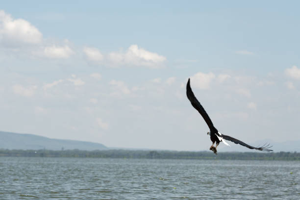 A bald eagle in flight hunts over a field, close-up of a beautiful wingspan and fixed gaze.