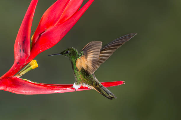 istock Buff-tailed Coronet hummingbird - stock photo 2122516306