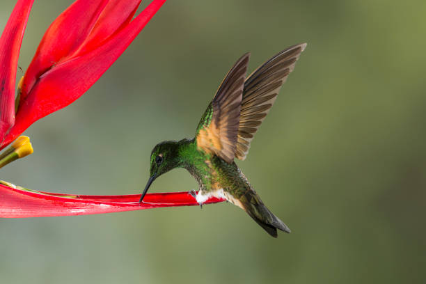istock Buff-tailed Coronet hummingbird - stock photo 2122516318