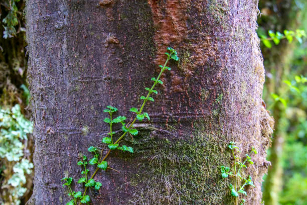 istock Single small green creeper vine  climbing up on brown tree trunk in a temperate forest.  Location:  Ventisquero Yelcho trail, Corcovado National Park, Chile 2122521513