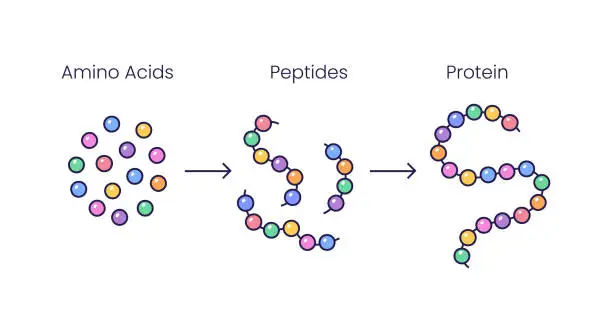 Vector illustration of Vector Illustration of Amino acids structure, peptides and proteins molecular model. Scientific symbols