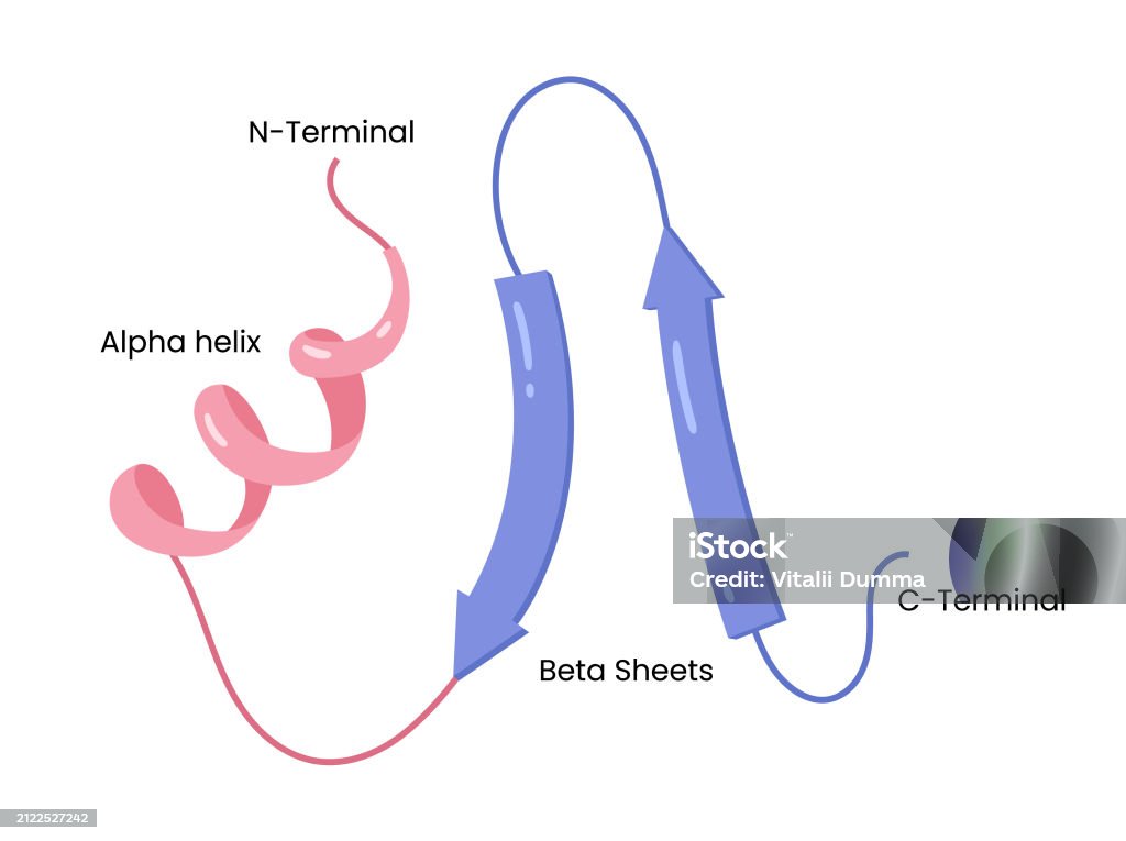 Vector Illustration Of Secondary Structure Of Proteins Alpha Helix Beta
