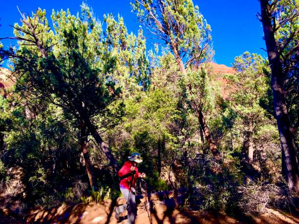 istock Hiking through Coconino National Forest 2122533514