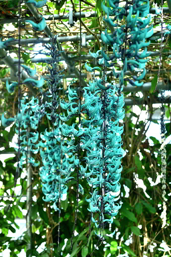 Native to the Philippines, where it grows in the tropical rain forests, strongylodon macrobotrys is evergreen twining vine with thick stems and growing to 20 meters or more. Strongylodon macrobotrys is also known as jade vine, emerald vine, turquoise jade vine, jade climber, emerald creeper etc. It bears, in spring and early summer, blue-green claw-shaped flowers in huge hanging clusters. It is closely related to the kidney bean and runner bean group.