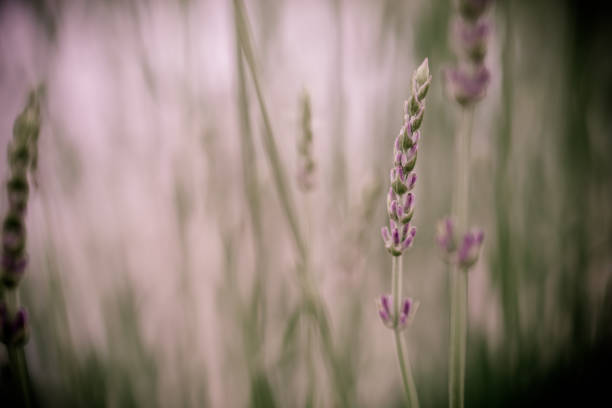 Flowers blooming in a field