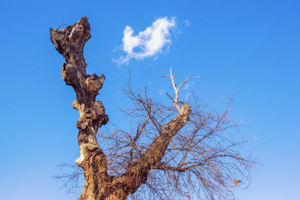 Trunk of old oak tree against blue sky on sunny day