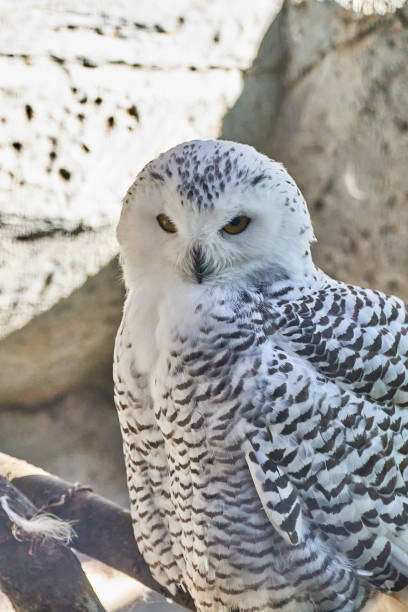 Blakiston's fish owl poses with a keen eye