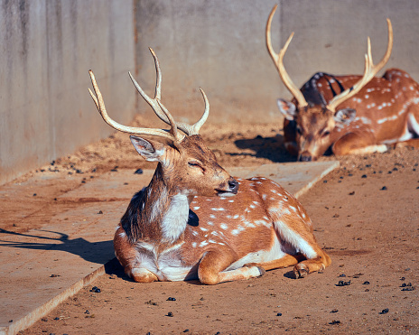 A herd of Ezo sika deer at rest