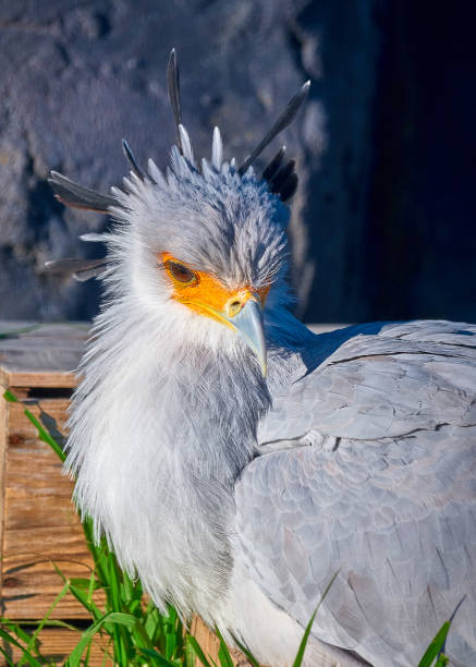 istock A serpent eagle poses with a keen eye 2122563987