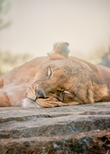 Lion taking a nap