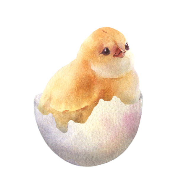 illustrazioni stock, clip art, cartoni animati e icone di tendenza di watercolor illustration of a fluffy chicken in the cracked egg hand painted. the symbol of spring, new life, nature's awakening and easter celebration - animal egg chicken new cracked