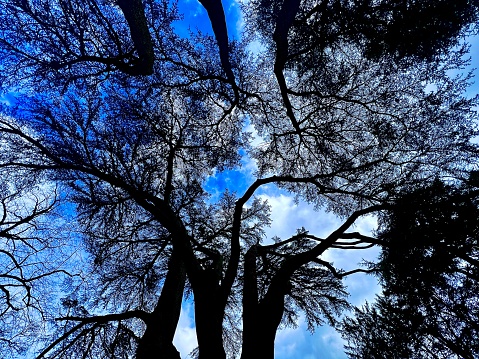 close up silhouetted tall trees over blue night sky